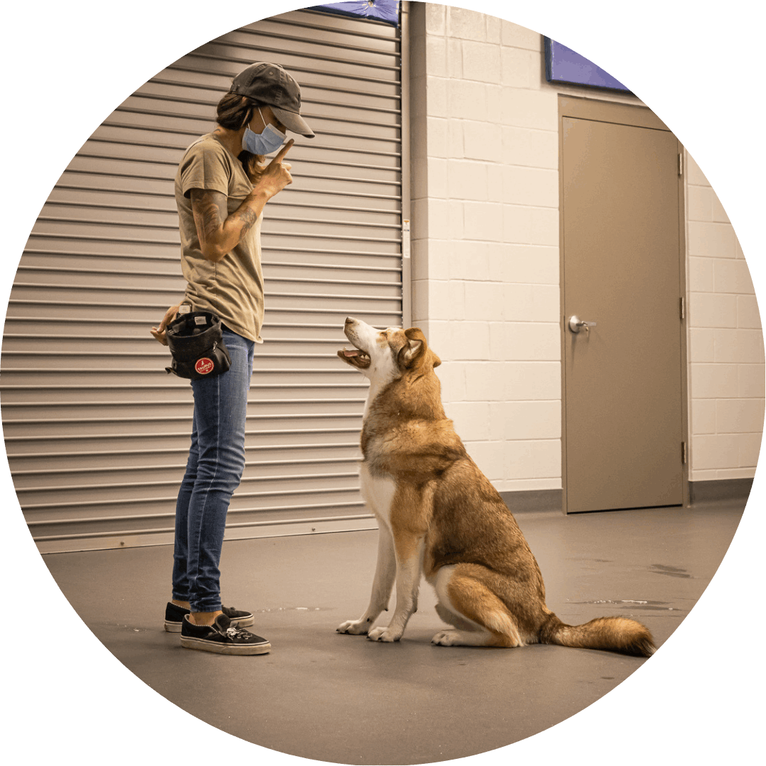 photo of dog with graduation cap on