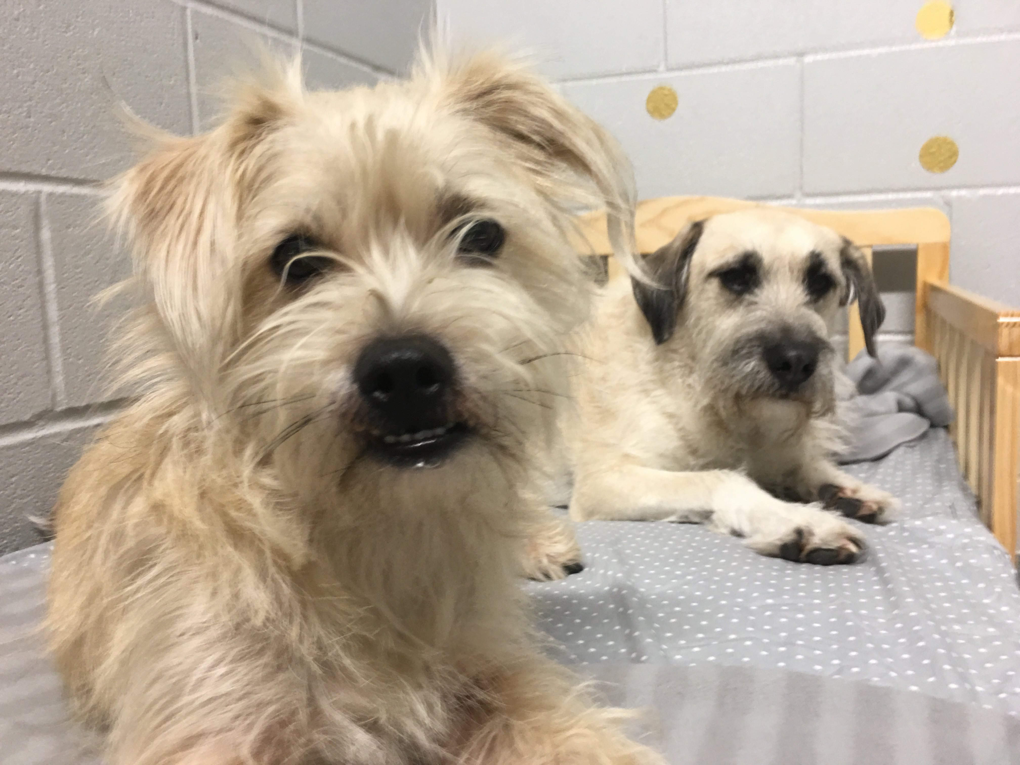 Dog Boarding Austin Dog Kennel Puppy Boarding