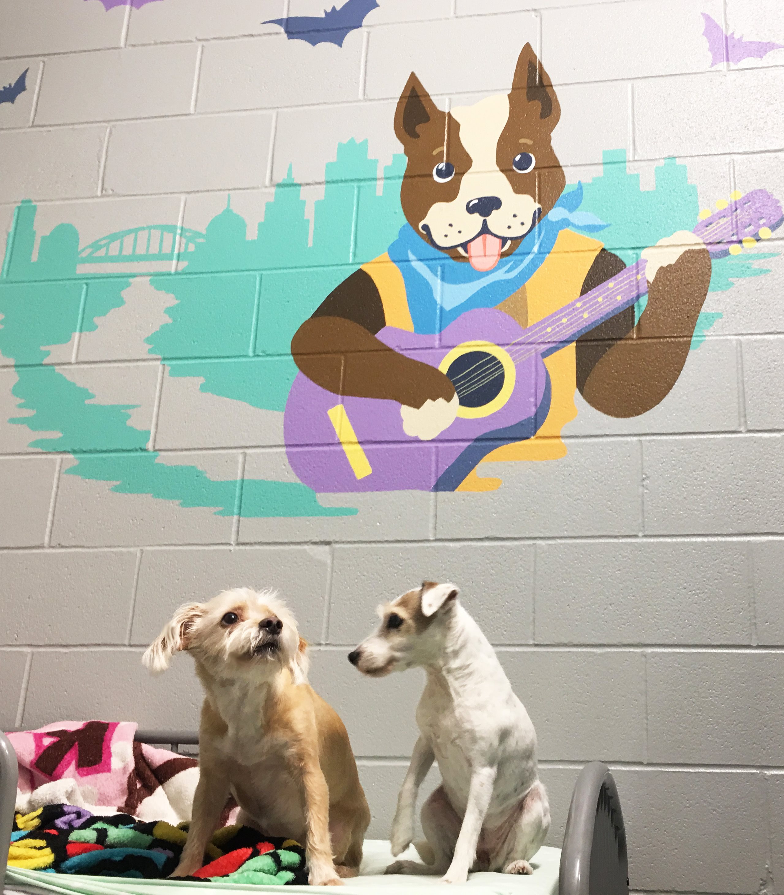 Dog Boarding Austin Dog Kennel Puppy Boarding