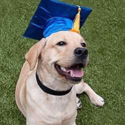 photo of dog with graduation cap on